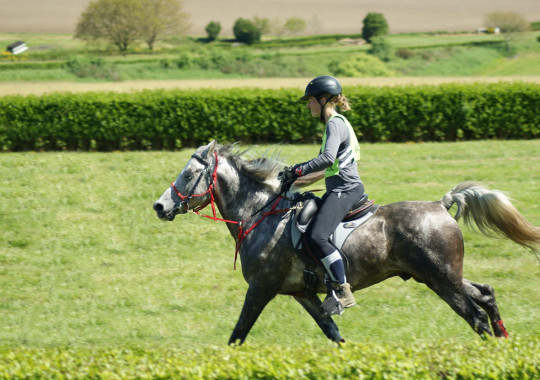 portrait cheval Dubaï de Bel Air 