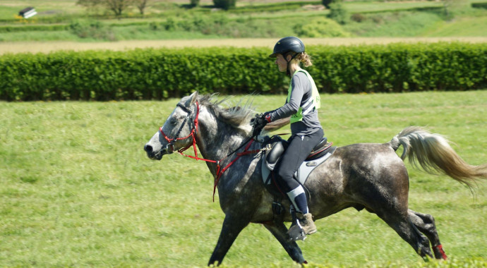 portrait cheval Dubaï de Bel Air 