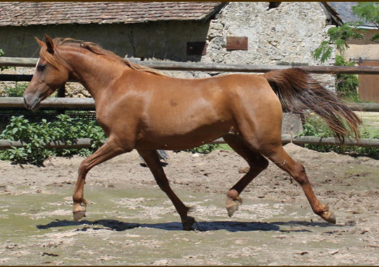 portrait cheval Lira des Pins