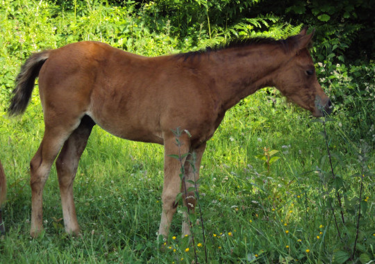 portrait cheval Tasman de Bel Air