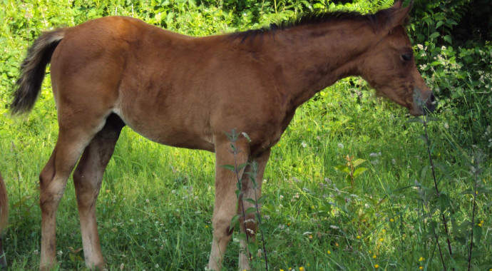 portrait cheval Tasman de Bel Air