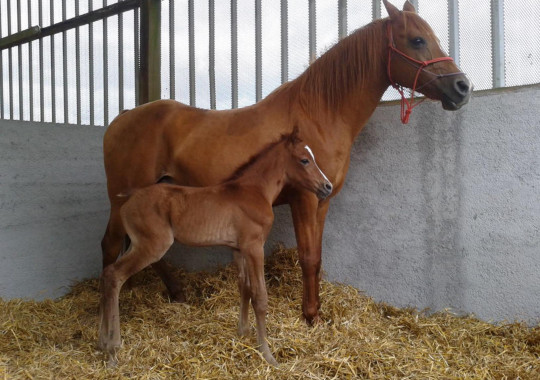 portrait cheval Koundy de Bel Air