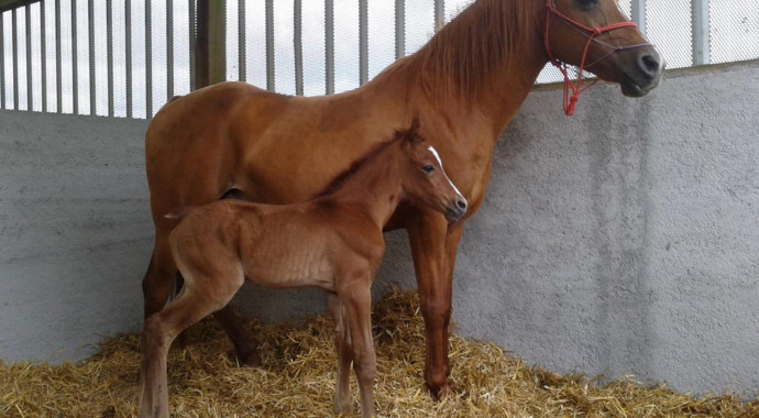 portrait cheval Koundy de Bel Air