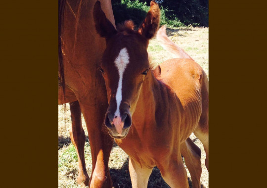 portrait cheval Kim de Bel Air
