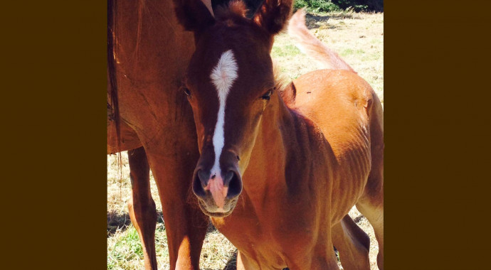 portrait cheval Kim de Bel Air