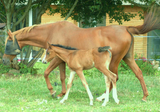 portrait cheval Tia de Bel Air