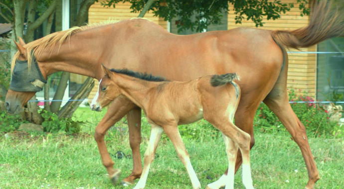 portrait cheval Tia de Bel Air