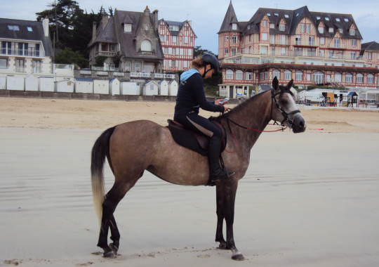 portrait cheval Talia de Bel Air