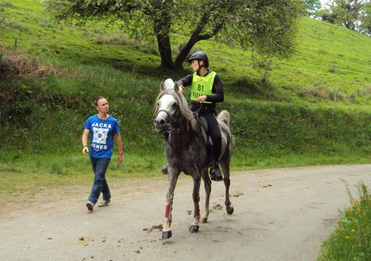 portrait cheval Shalimar des Lys