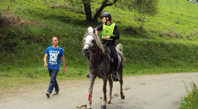 portrait cheval Shalimar des Lys
