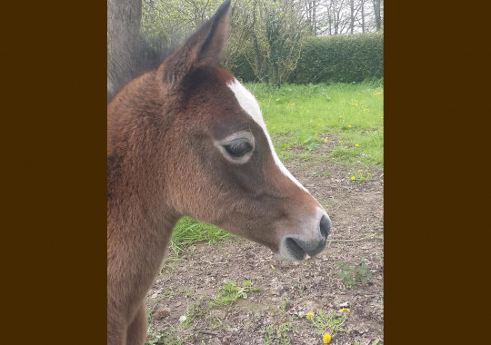 portrait cheval Ismaël de Bel Air