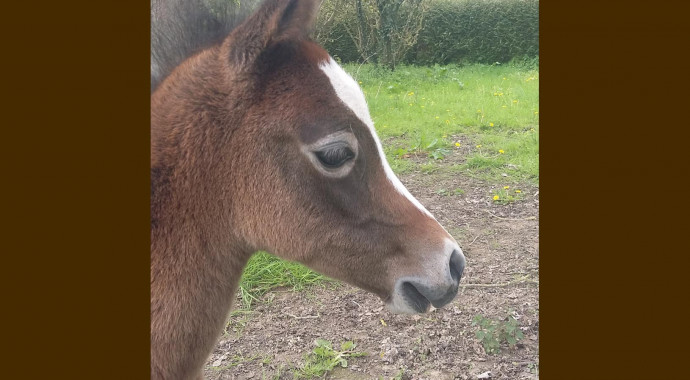 portrait cheval Ismaël de Bel Air