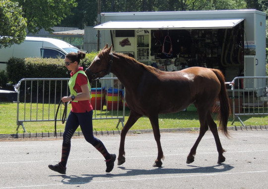 portrait cheval Lira des Pins