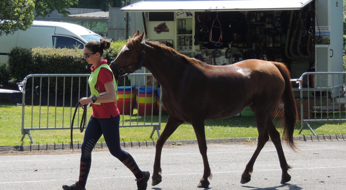 portrait cheval Lira des Pins