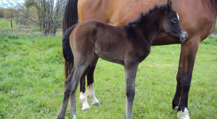 portrait cheval Mufaja'a de Bel Air