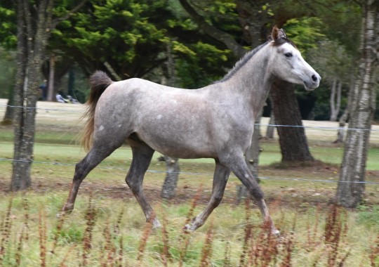 portrait cheval Koundy de Bel Air