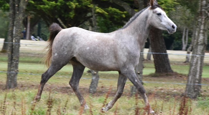 portrait cheval Koundy de Bel Air