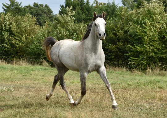 portrait cheval Assam de Bel Air