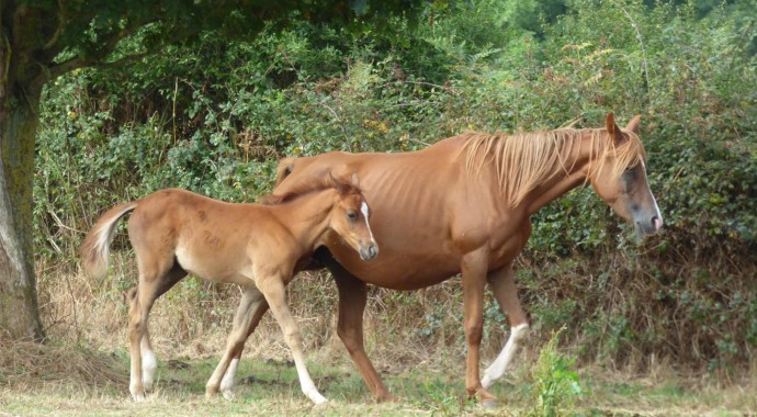 portrait cheval Assam de Bel Air
