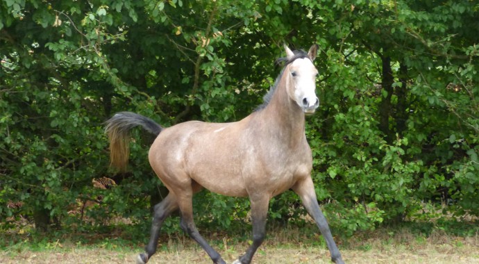 portrait cheval Talia de Bel Air