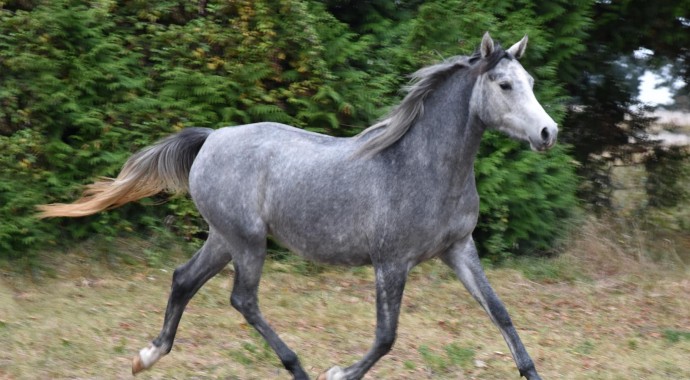 portrait cheval Mufaja'a de Bel Air