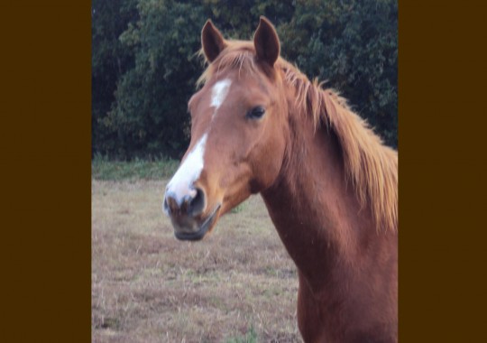 portrait cheval Kekoss' de Bel Air