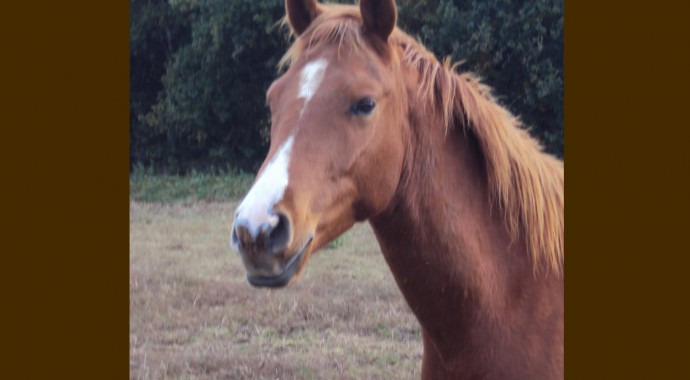 portrait cheval Kekoss' de Bel Air