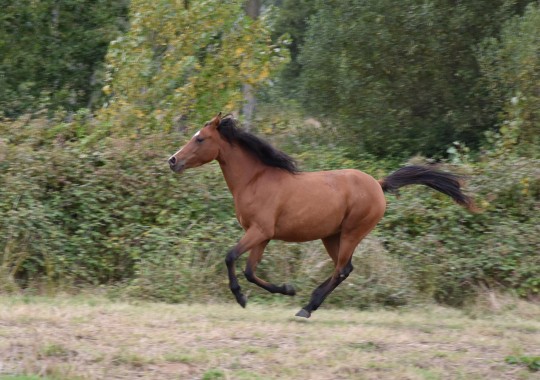 portrait cheval Hadia de Bel Air