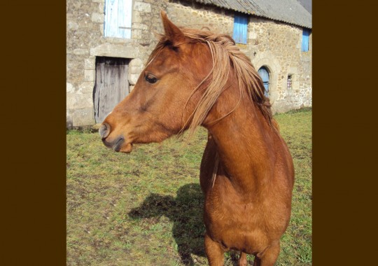 portrait cheval Al Raïah de Bel Air