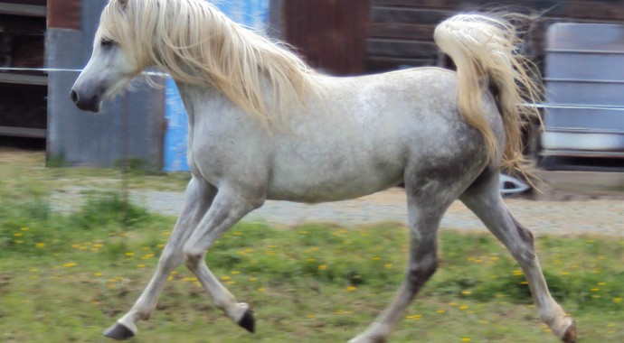 portrait cheval Shalimar des Lys