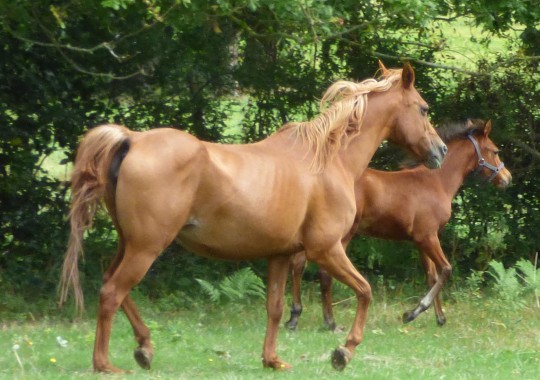 portrait cheval Selika des Pins