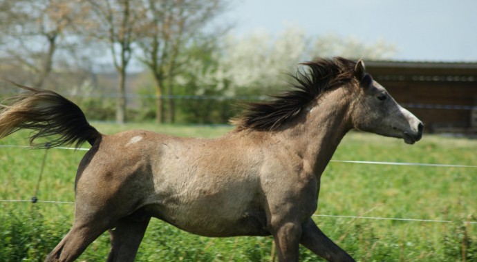 portrait cheval Farouk de Beline