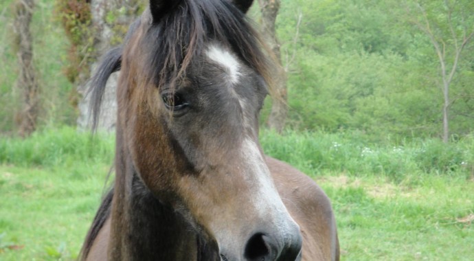 portrait cheval Indika de Bel Air