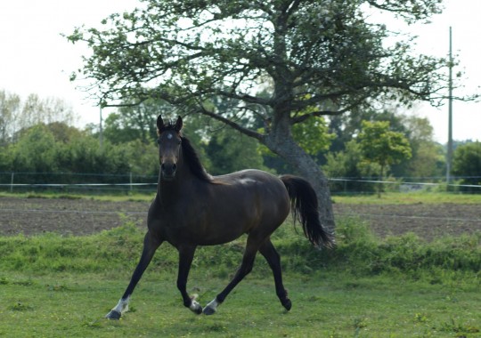 portrait cheval Abysse de Bel Air