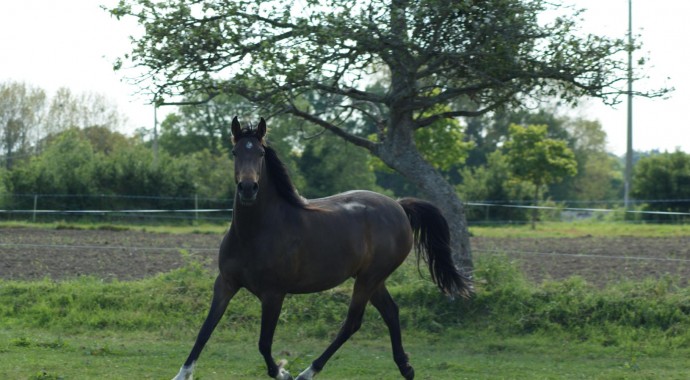 portrait cheval Abysse de Bel Air