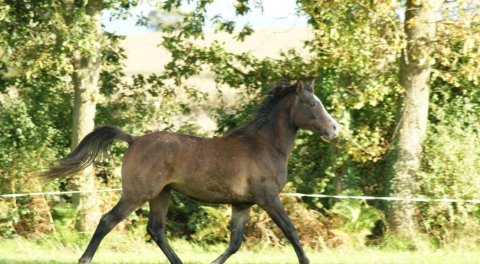 portrait cheval Djamil de Bel Air