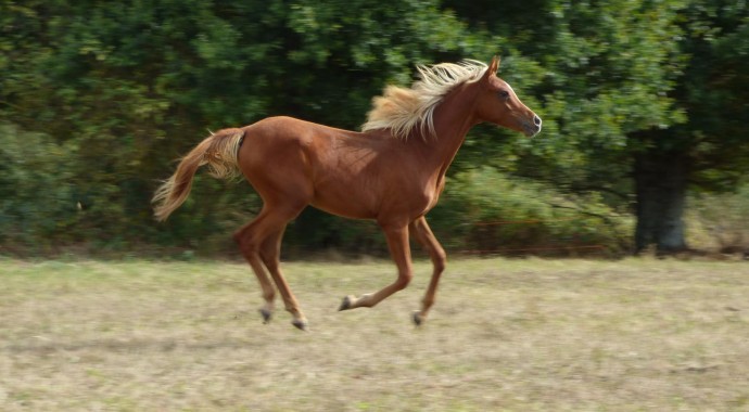 portrait cheval Kim de Bel Air